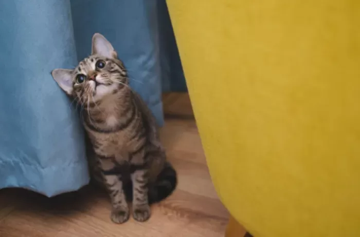 Veterinário online orienta tutores, mas não substitui atendimento presencial