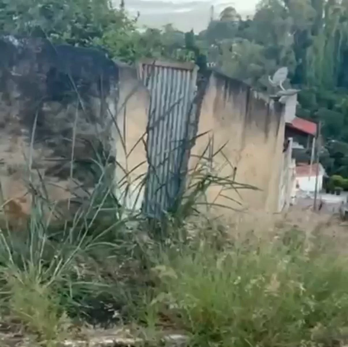 Moradores do Jardim Panorama em Alfenas denunciam abandono e crescimento descontrolado de vegetação