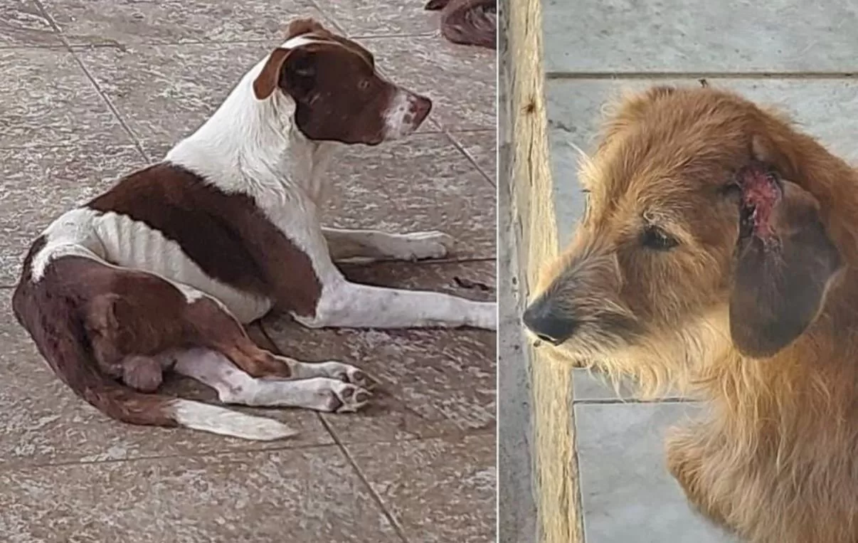 Casos de maus-tratos a animais são registrados em Poços de Caldas