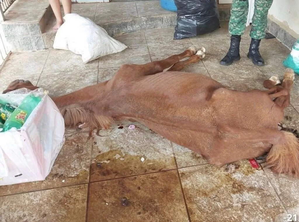 Casos de maus-tratos a animais são registrados em Poços de Caldas