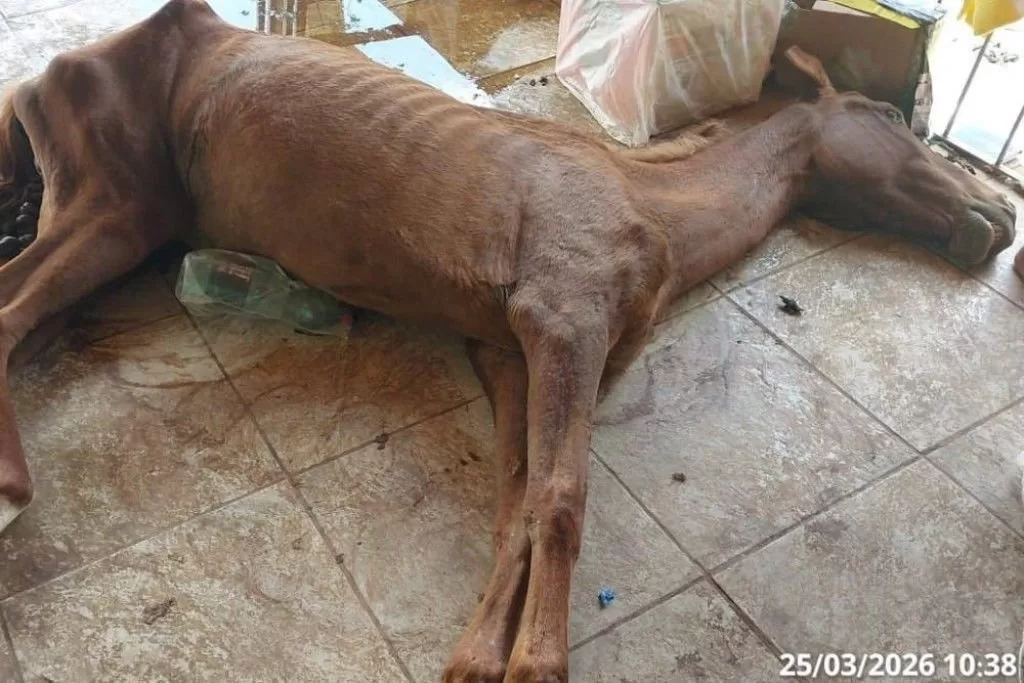Casos de maus-tratos a animais são registrados em Poços de Caldas