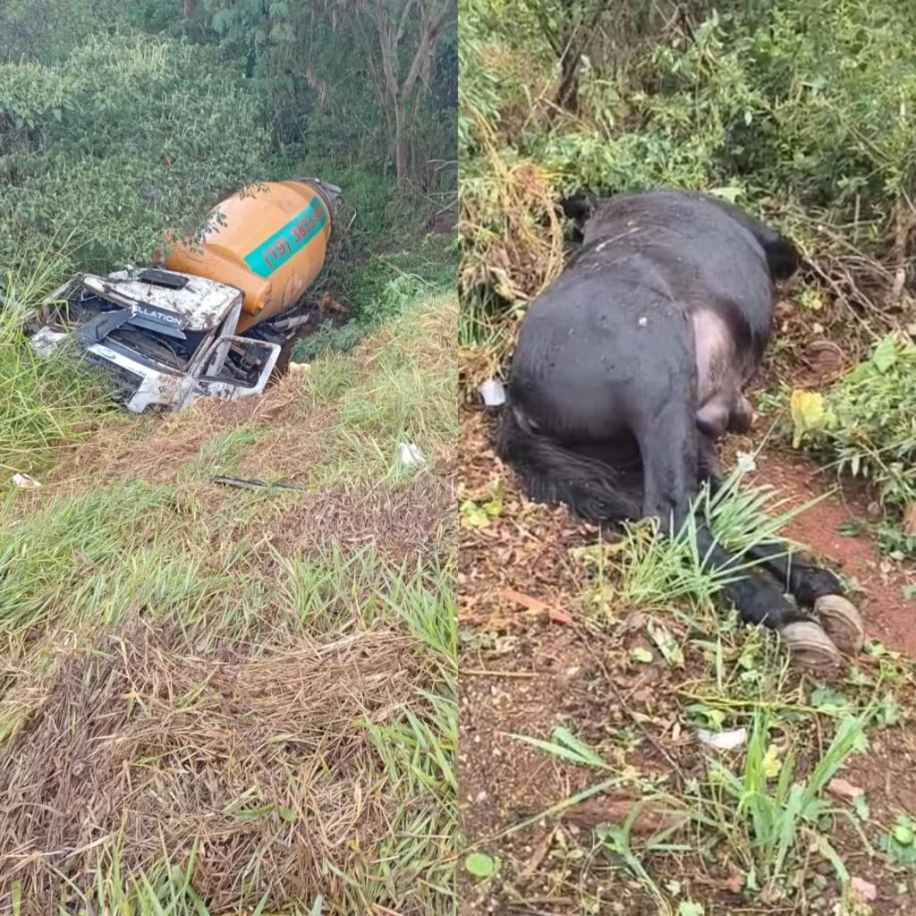 Acidentes na Avenida Perimetral de Alfenas por animais soltos evidenciam negligência pública