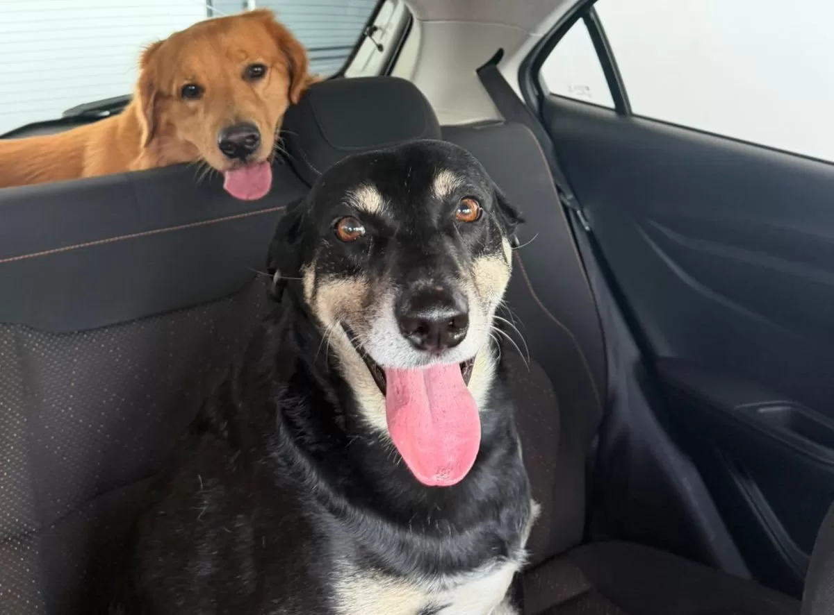 Cão fidelidade ao tutor atropelado em Alfenas encontra novo lar