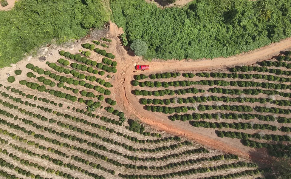 Polícia Civil investiga morte de idosa encontrada na zona rural de Campestre