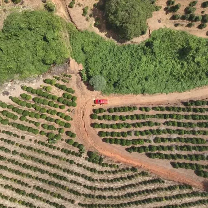 Investigação conclui: morte de idosa em Campestre não teve conotação criminosa