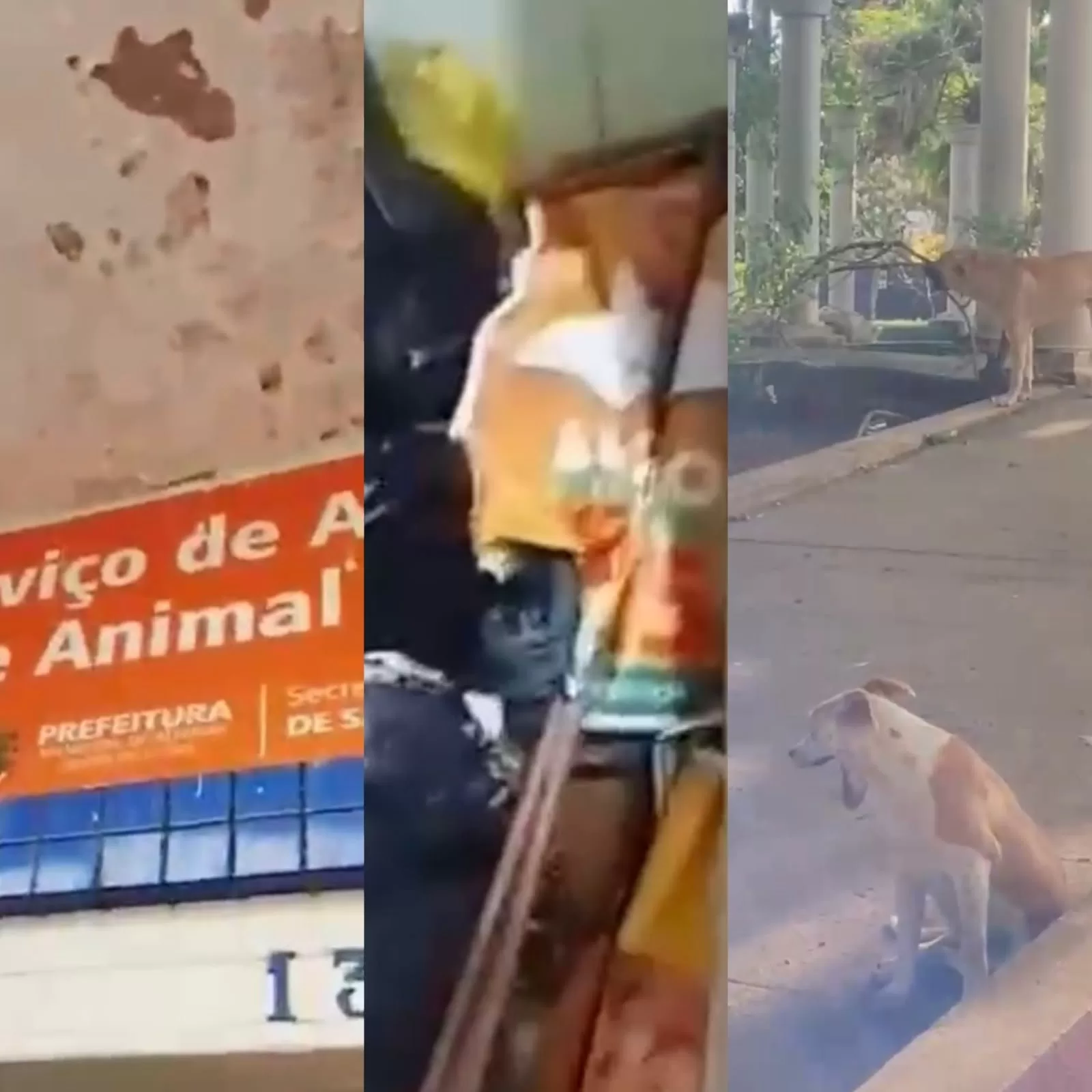 Cães abandonados em praça de Alfenas geram preocupação e questionamentos sobre estrutura de atendimento