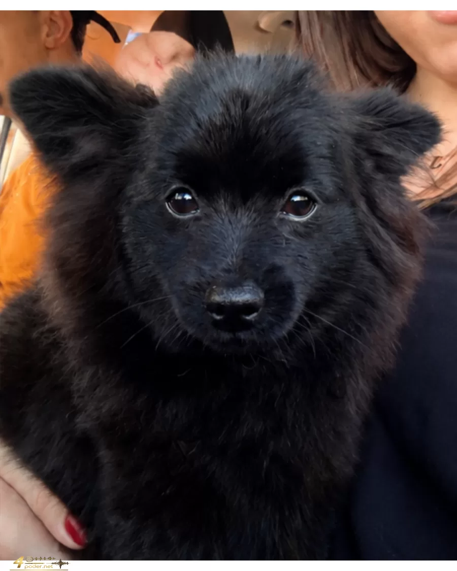 Cachorrinha Meg desaparece novamente em Alfenas e família pede ajuda na localização