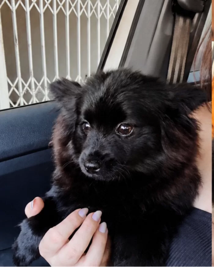 Cachorrinha Meg desaparece novamente em Alfenas e família pede ajuda na localização