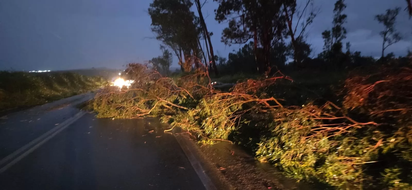 Árvore cai na MGC-179 em Alfenas e interrompe trânsito por horas