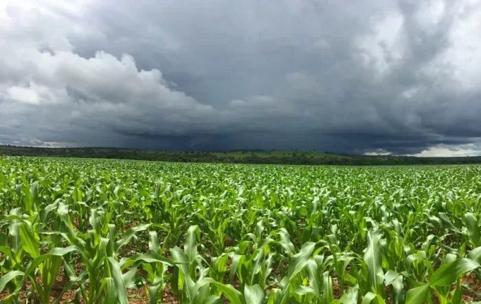 El Niño forte aumenta riscos para a agricultura brasileira na safra 2026/27