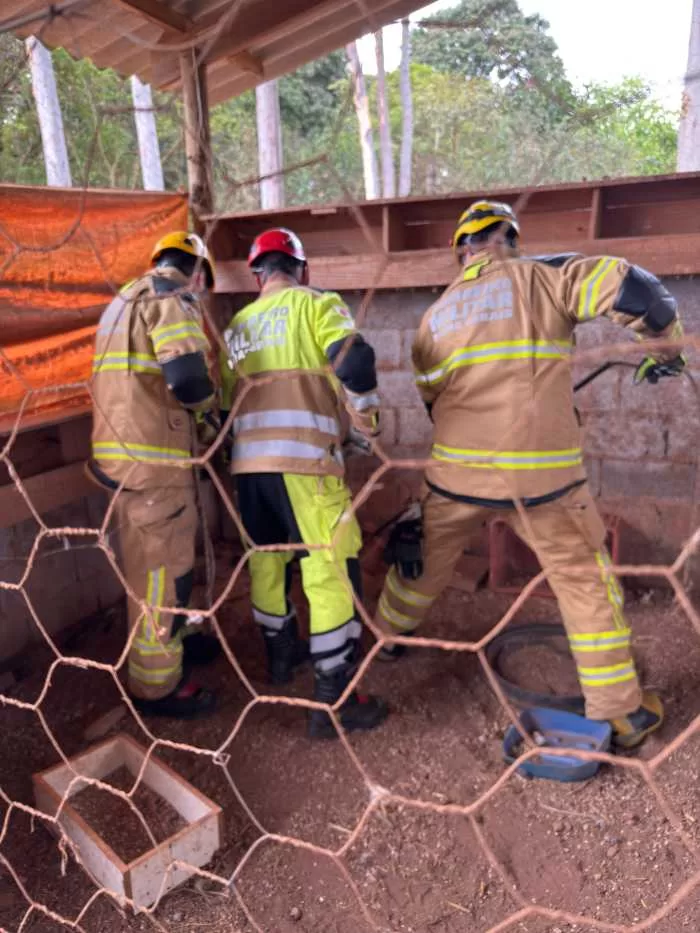 Bombeiros resgatam lobo-guará ferido e desidratado na zona rural de Alfenas