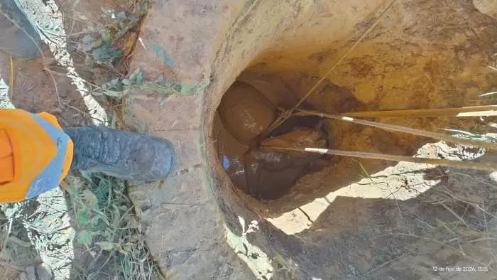 Bombeiros de Minas Gerais realizam resgates de animais em diferentes regiões do Sul do Estado