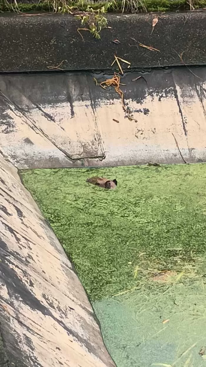 Bombeiros de Minas Gerais realizam resgates de animais em diferentes regiões do Sul do Estado