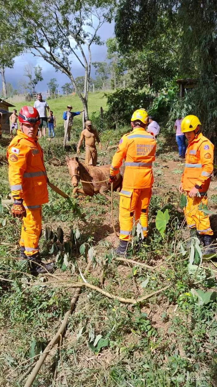 Bombeiros de Minas Gerais realizam resgates de animais em diferentes regiões do Sul do Estado