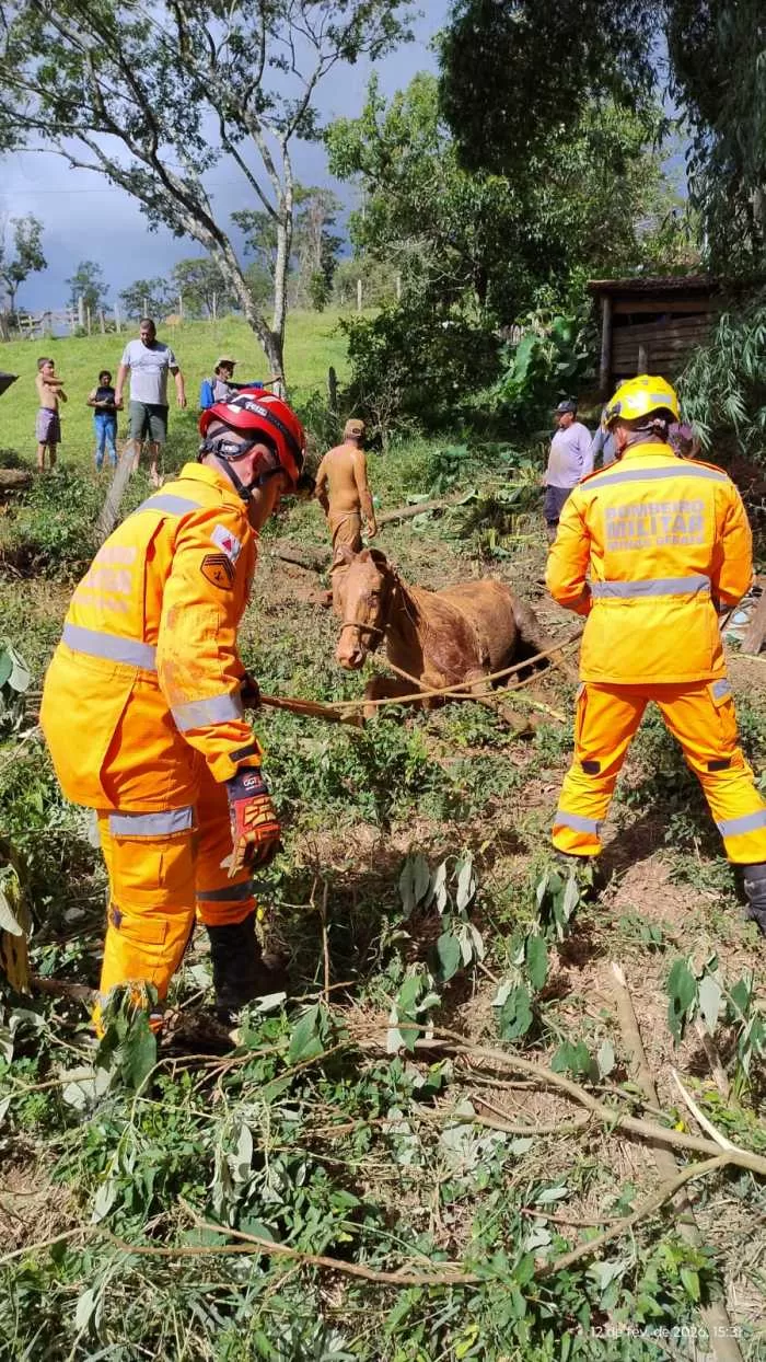 Bombeiros de Minas Gerais realizam resgates de animais em diferentes regiões do Sul do Estado