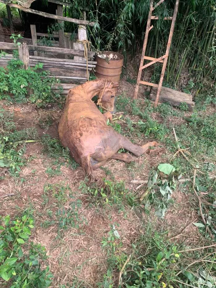 Bombeiros de Minas Gerais realizam resgates de animais em diferentes regiões do Sul do Estado