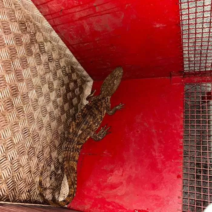 Bombeiros de Minas Gerais realizam resgates de animais em diferentes regiões do Sul do Estado