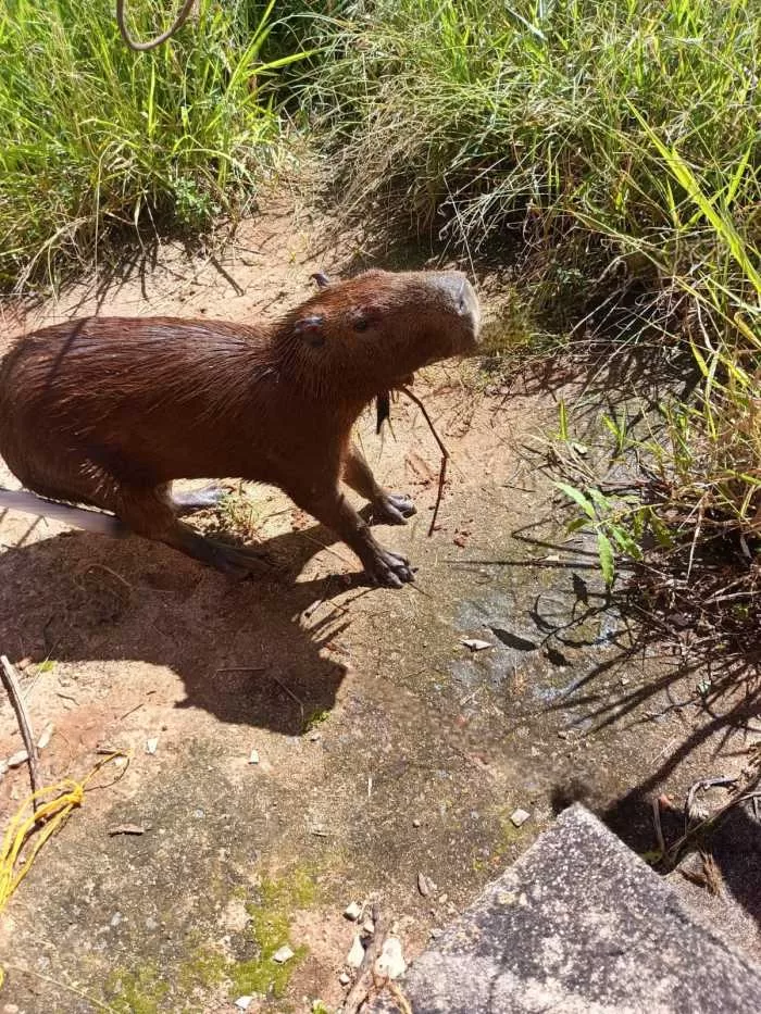 Bombeiros de Minas Gerais realizam resgates de animais em diferentes regiões do Sul do Estado
