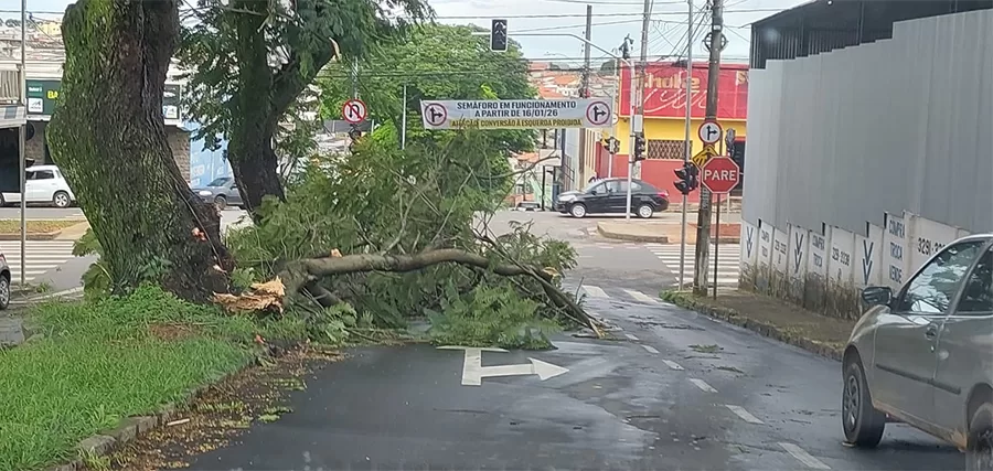 Temporal provoca queda de árvores e interrompe vias em Alfenas