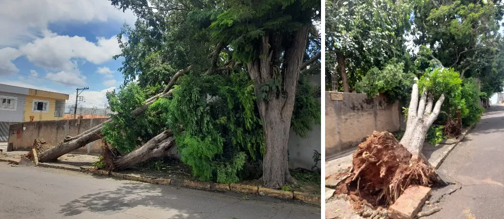 Temporal provoca queda de árvores e interrompe vias em Alfenas