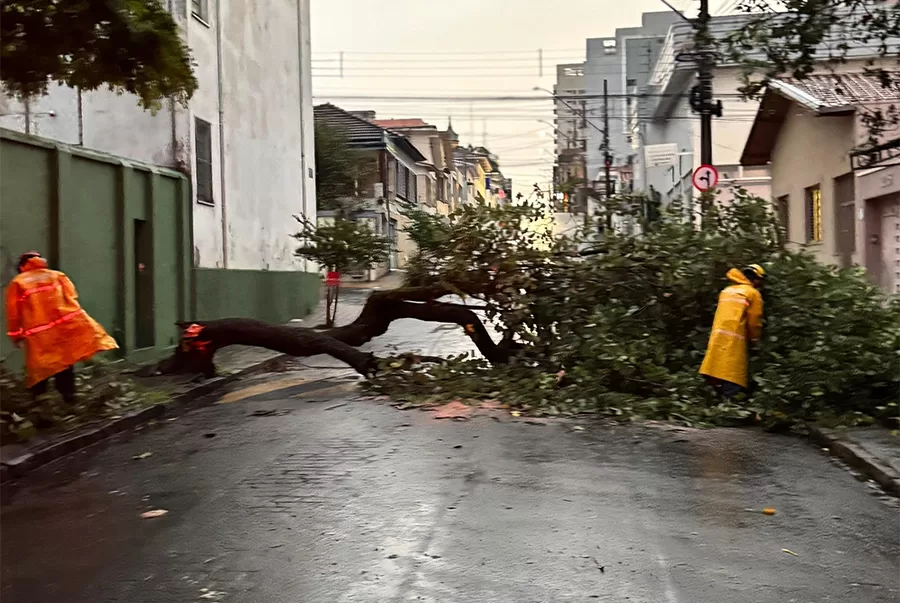 Temporal provoca queda de árvores e interrompe vias em Alfenas