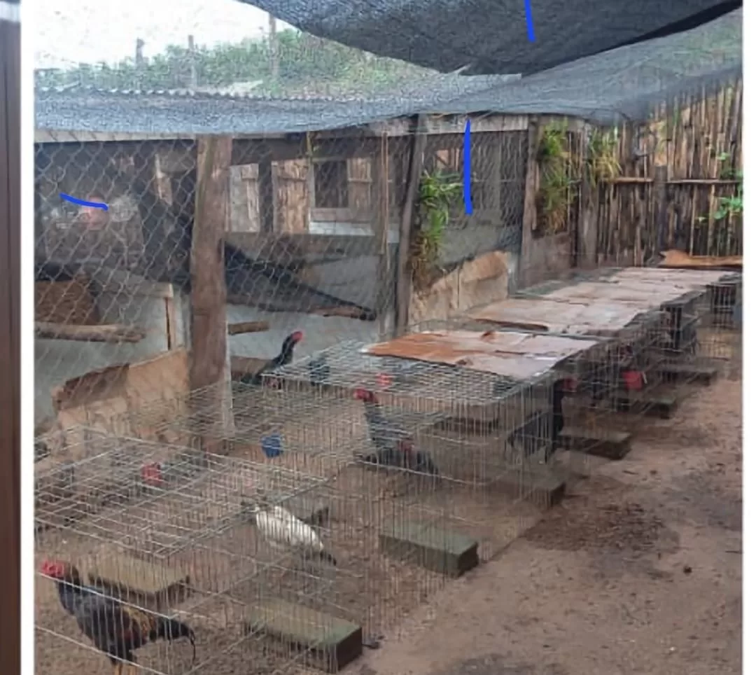 Cinquenta galos são resgatados de situação de maus-tratos em Serrania