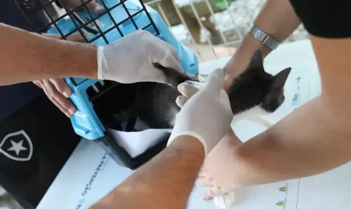 Rio confirma raiva em cão após contato com morcego e reforça vacinação de animais