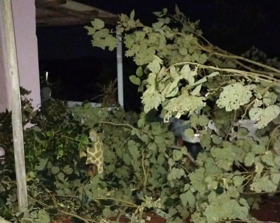 Árvore cai sobre fiação elétrica em Alfenas, derruba postes e isola moradores